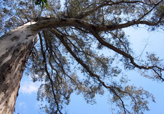 オーストラリア ユーカリの木
